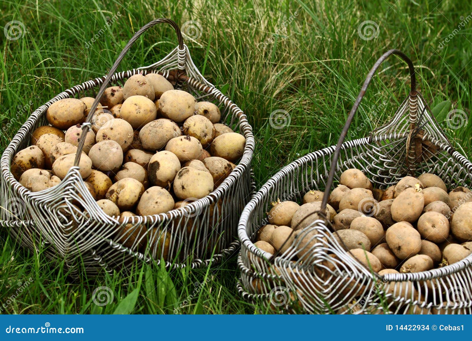 Two potato baskets stock photo. Image of potato, crop 14422934