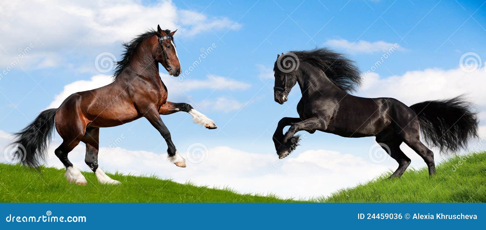 Two Powerful Horse Runs Gallop in Field. Stock Photo Image of grass
