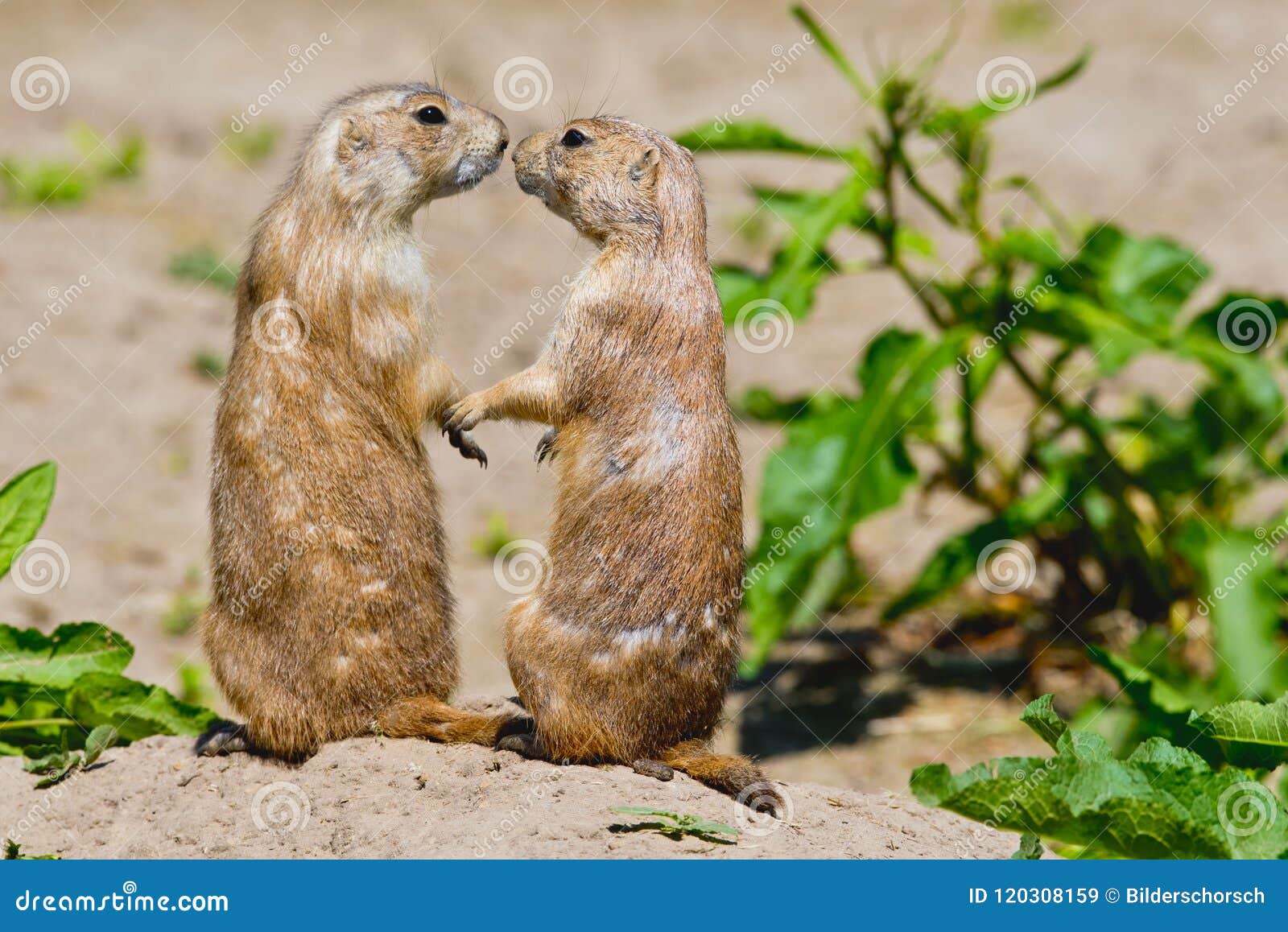two prairie dogs give each other a kiss