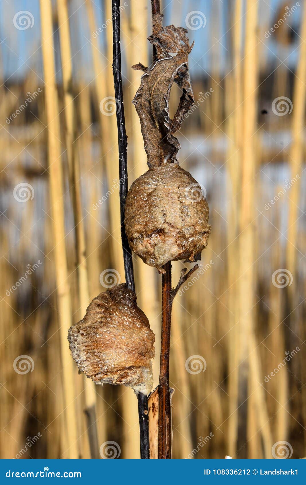 two praying mantis nests, one facing forward and another sideways.