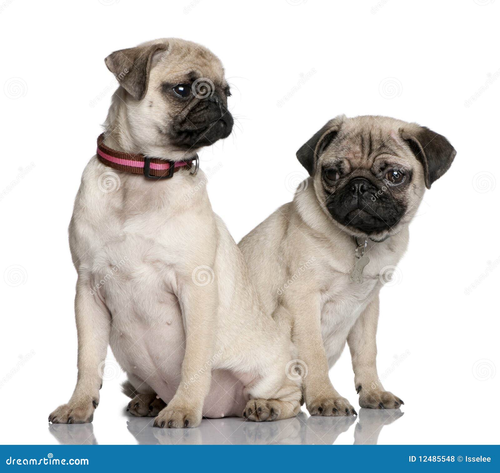 looking for pug puppies