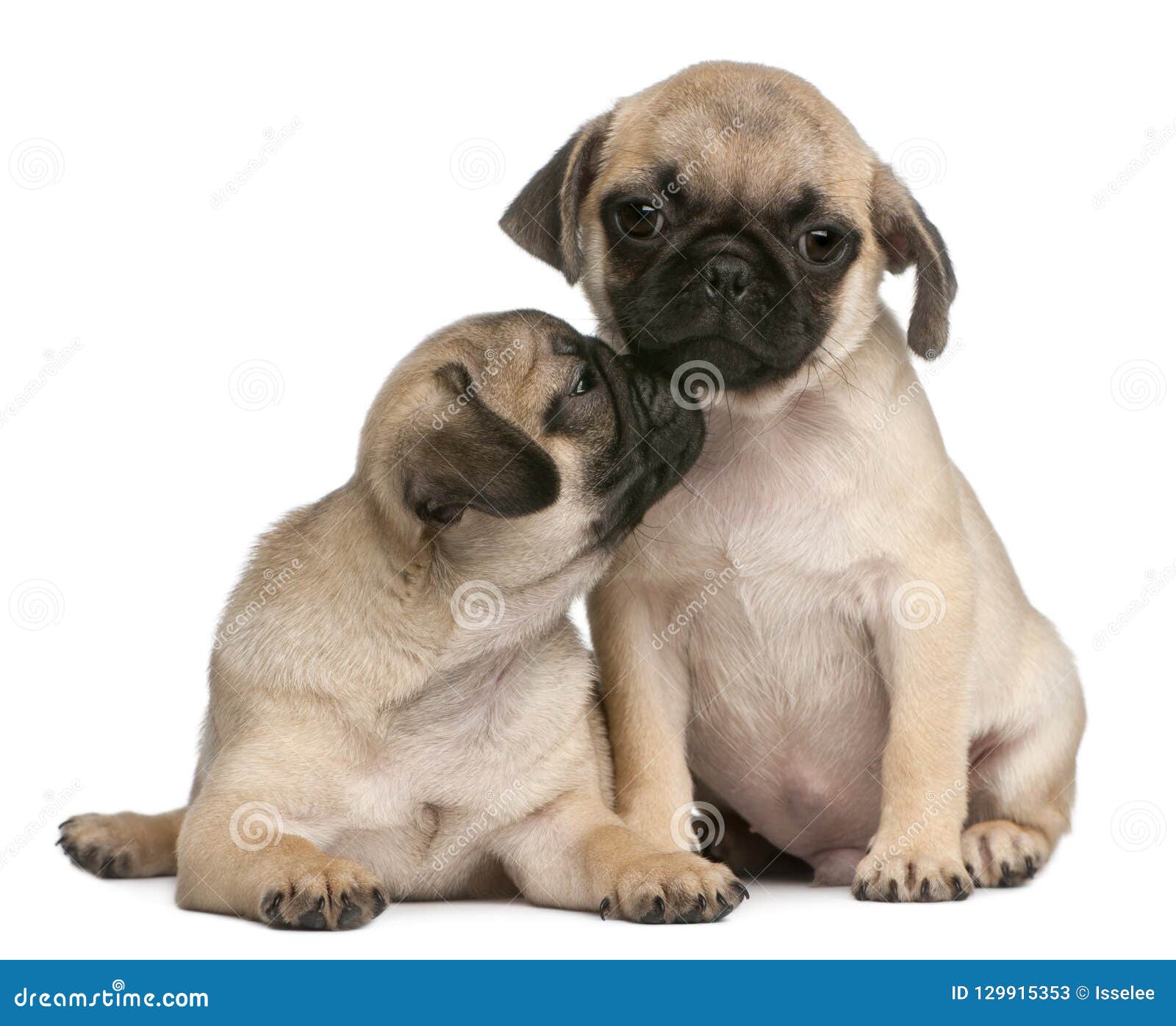 Two Pug Puppies, 8 Weeks Old, in Front of White Background Stock Image