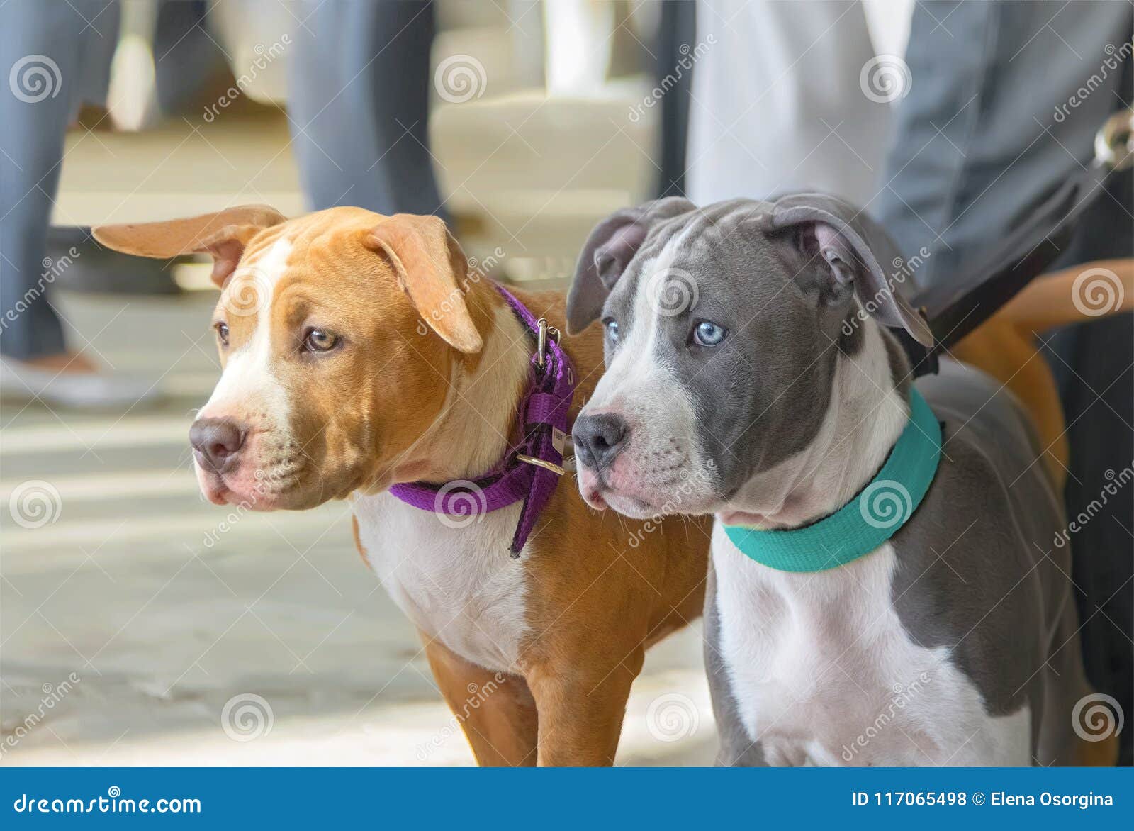 red american staffordshire terrier