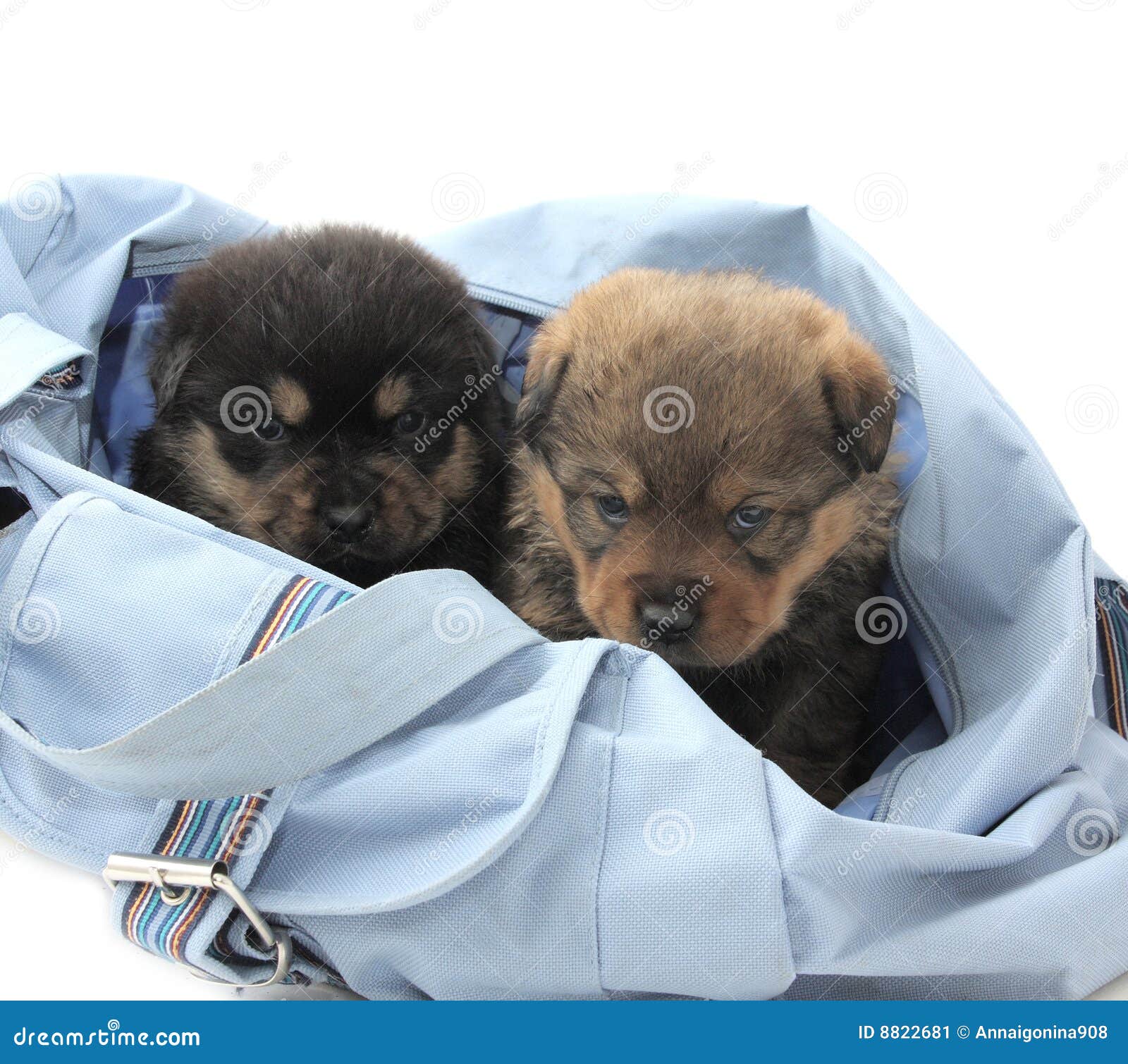Two puppies in the bag stock image. Image of pedigree 8822681