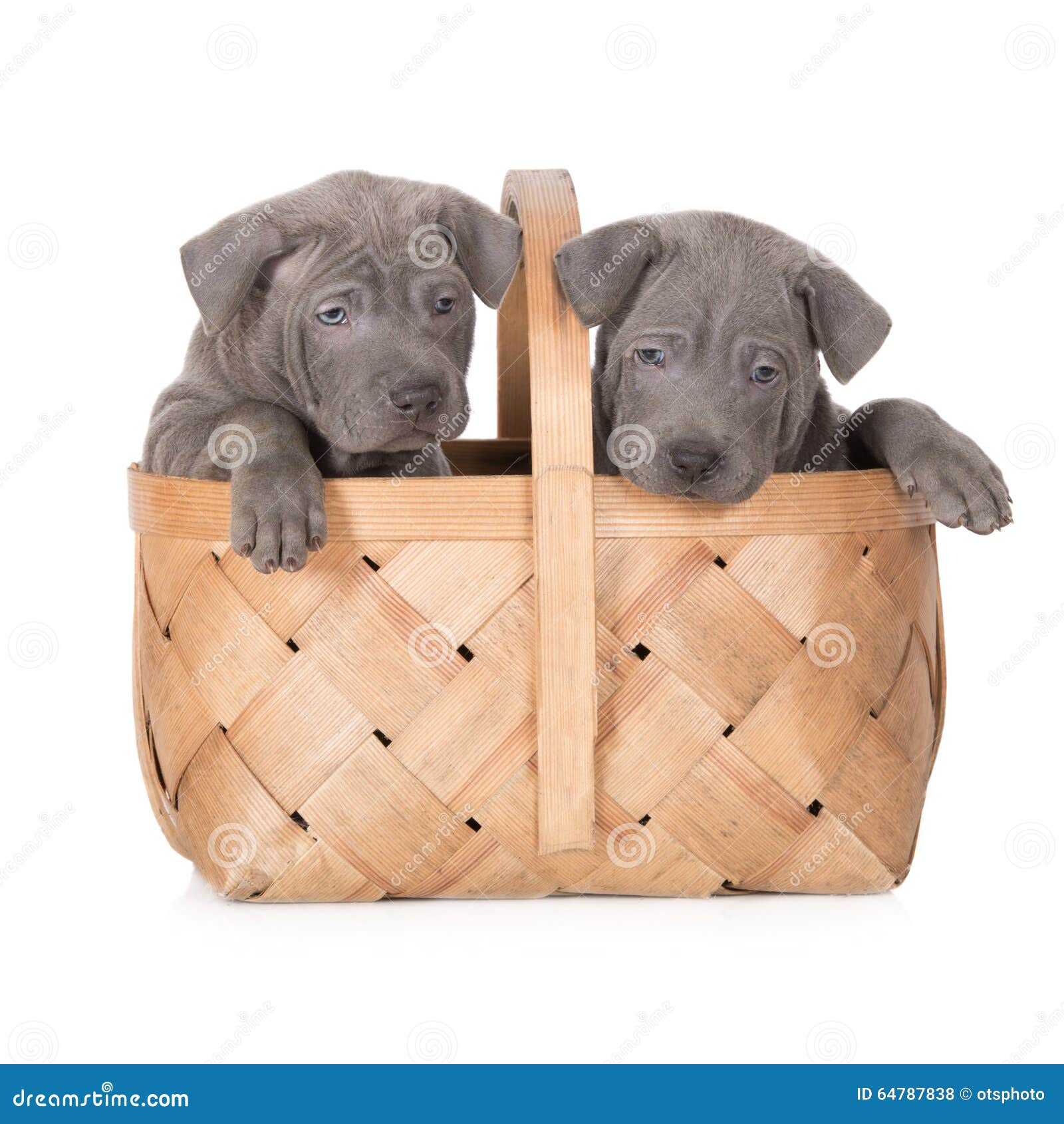 Two puppies in a basket stock photo. Image of food, snout 64787838