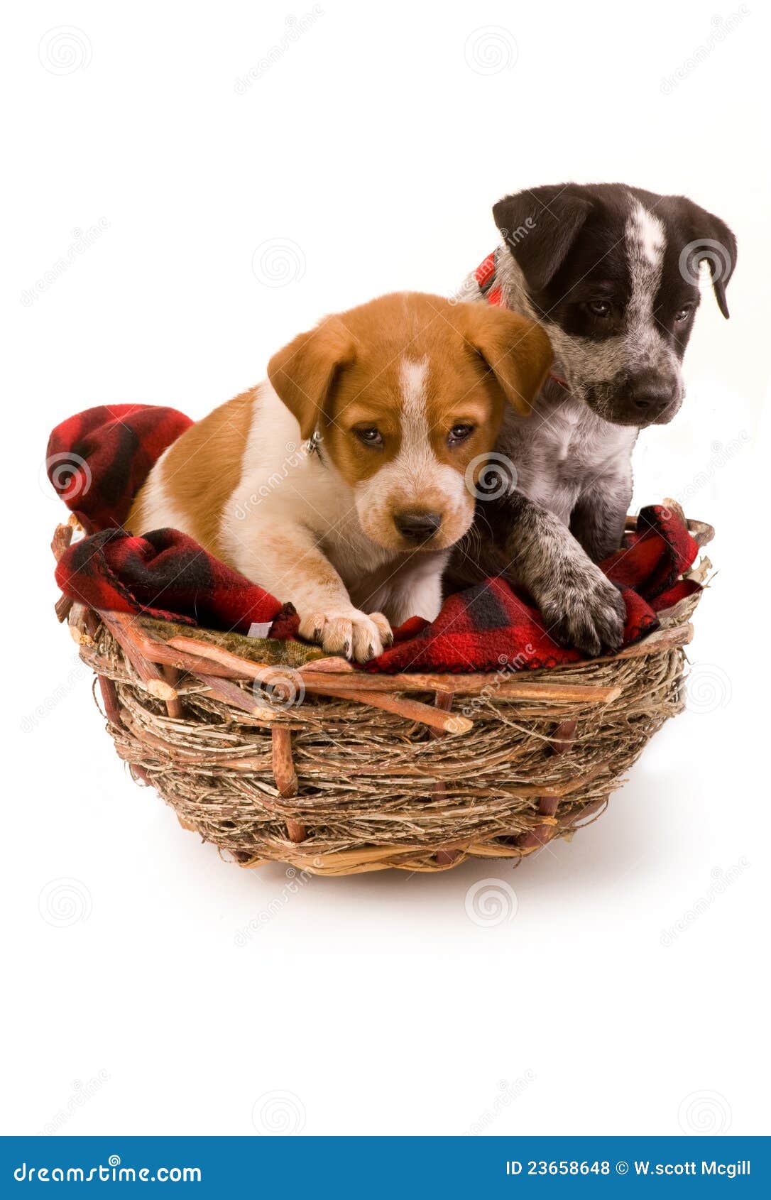 Two puppies in birds nest stock photo. Image of nest 23658648