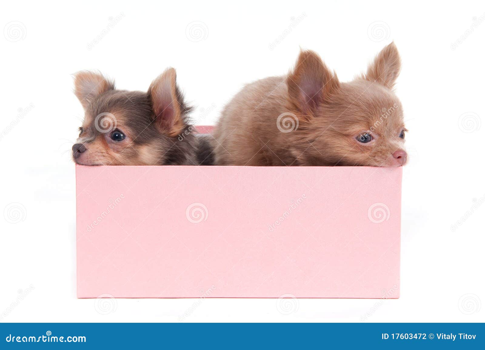Two Puppies in a Box stock photo. Image of decorative 17603472