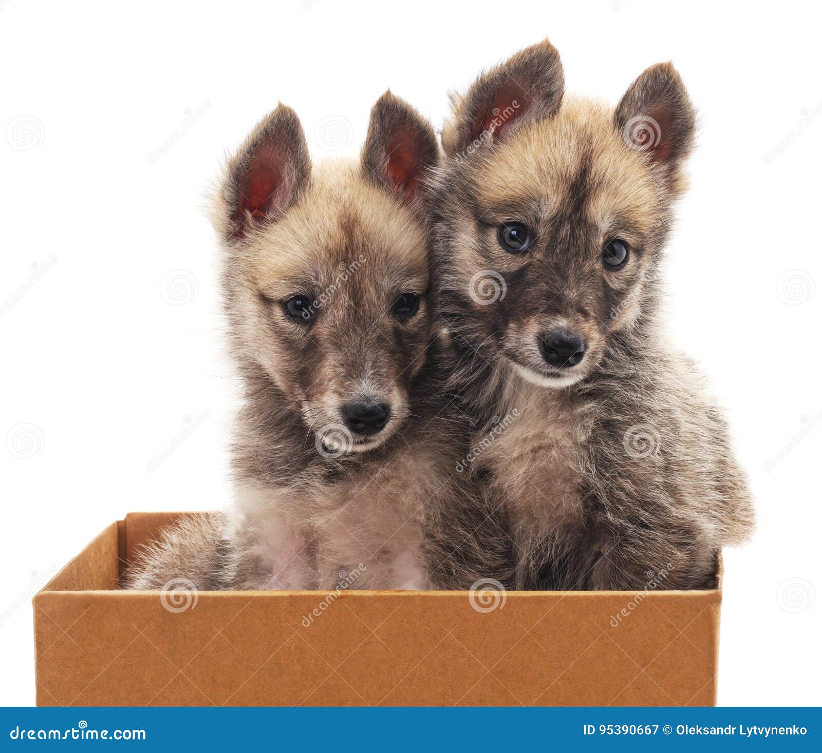 Two puppies in a box. stock image. Image of family, cute 95390667