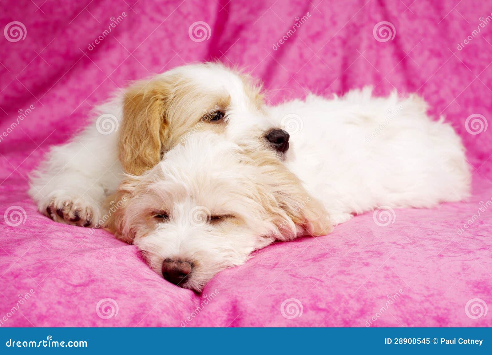 Two Puppies Laid Sleeping On A Pink Background Stock Image Image