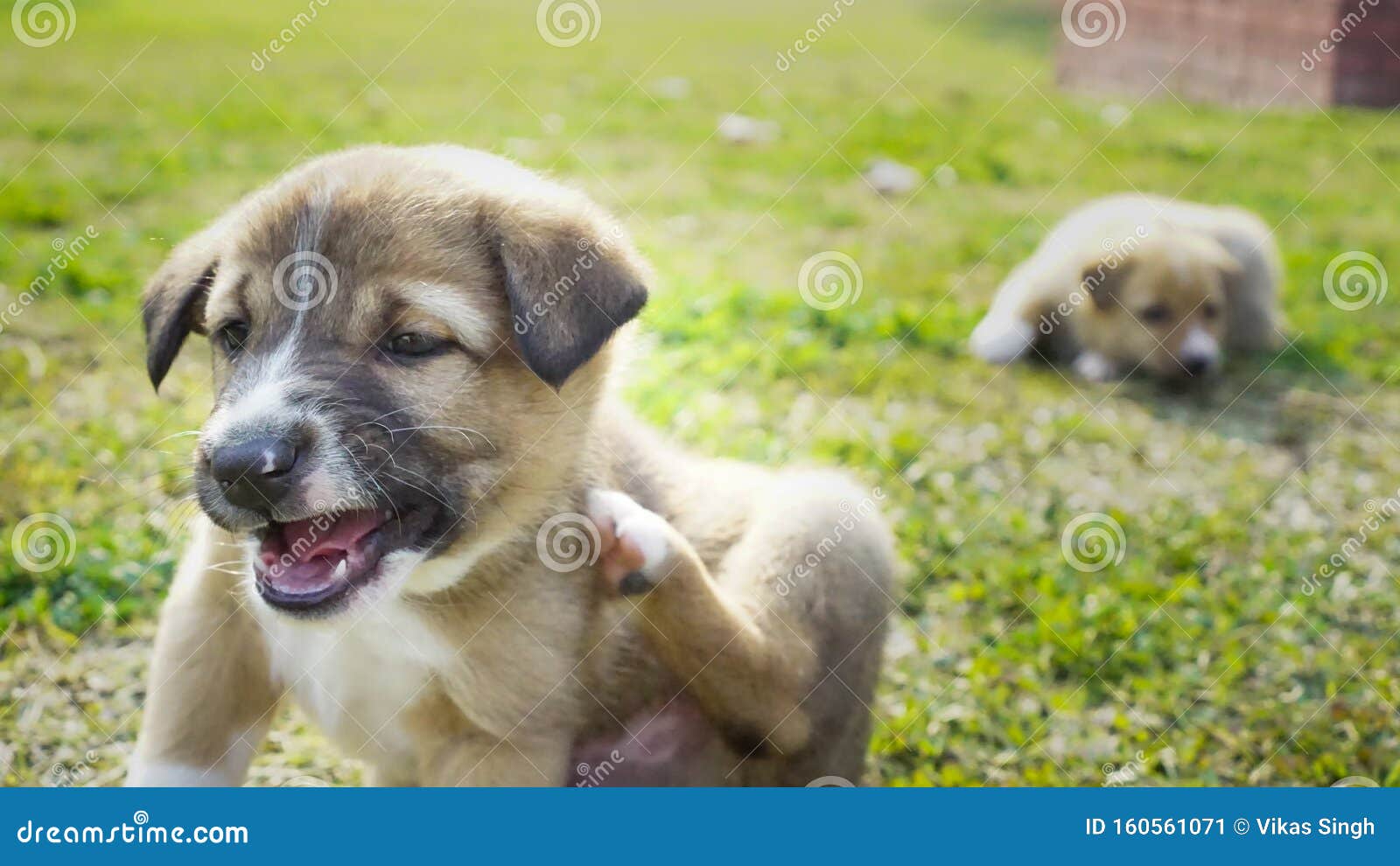 happy one puppy