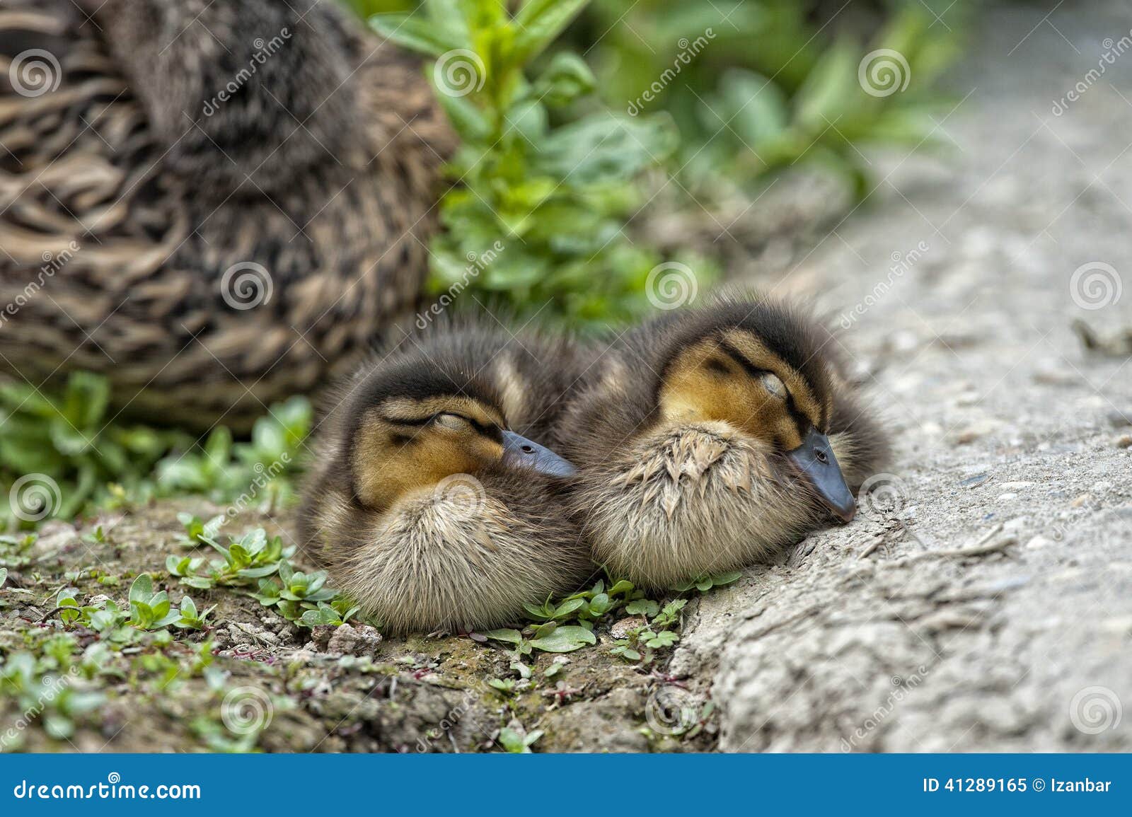 Two Puppy Duck while Sleeping Stock Image Image of blue, natural