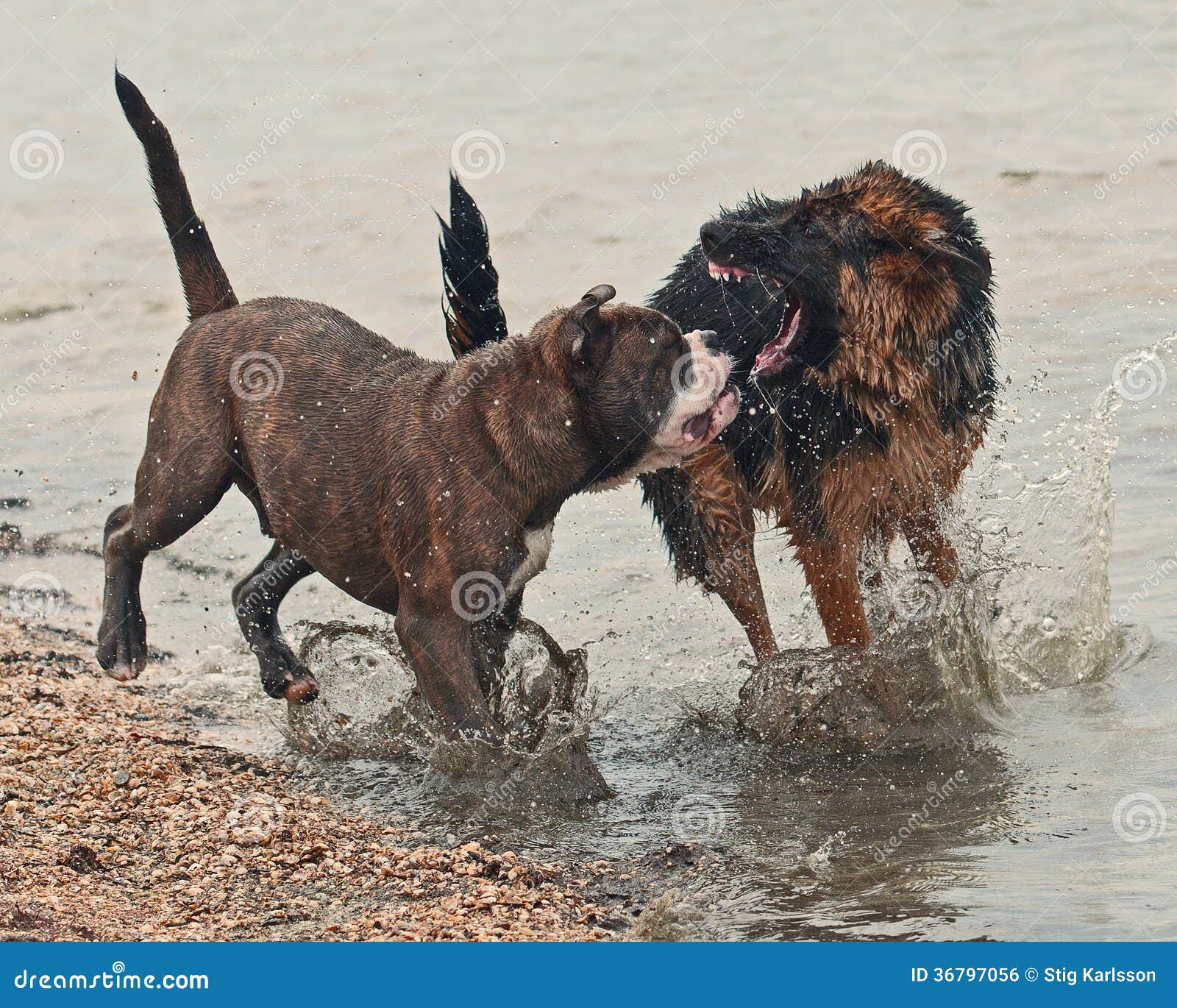 german shepherd fighting