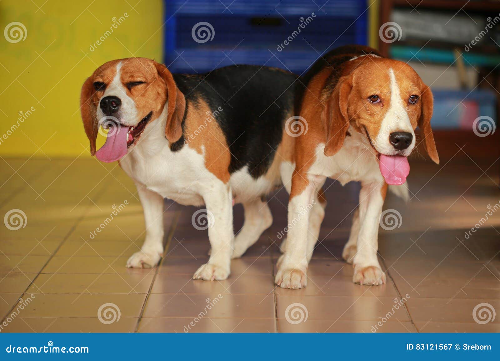 1600px x 1157px - Two Purebred Beagle Dog Making Love and Sex Stock Image - Image of mammal,  breed: 83121567