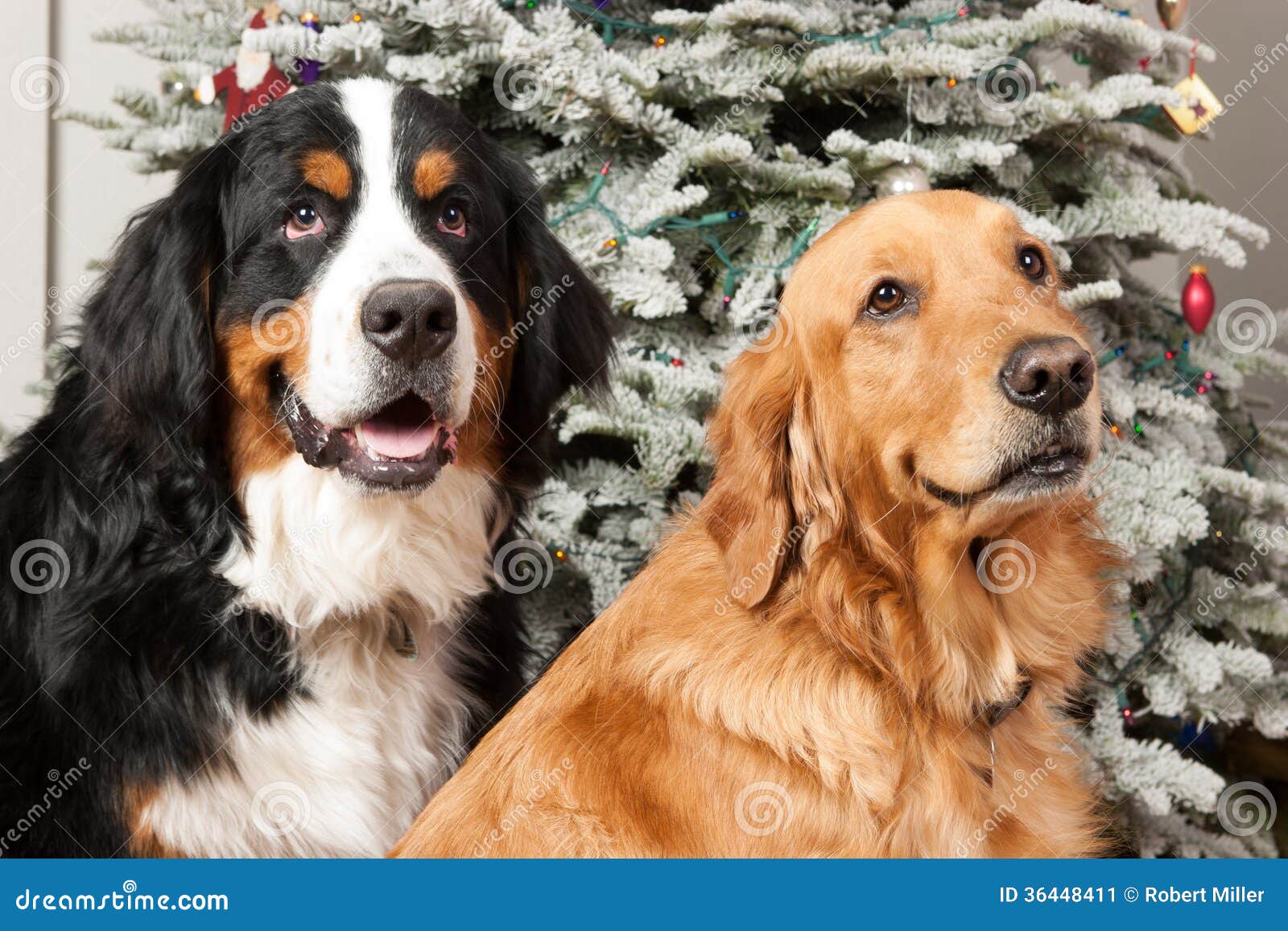 Two Purebred Dogs With Christmas Tree Stock Image Image Of Gentle Season 36448411