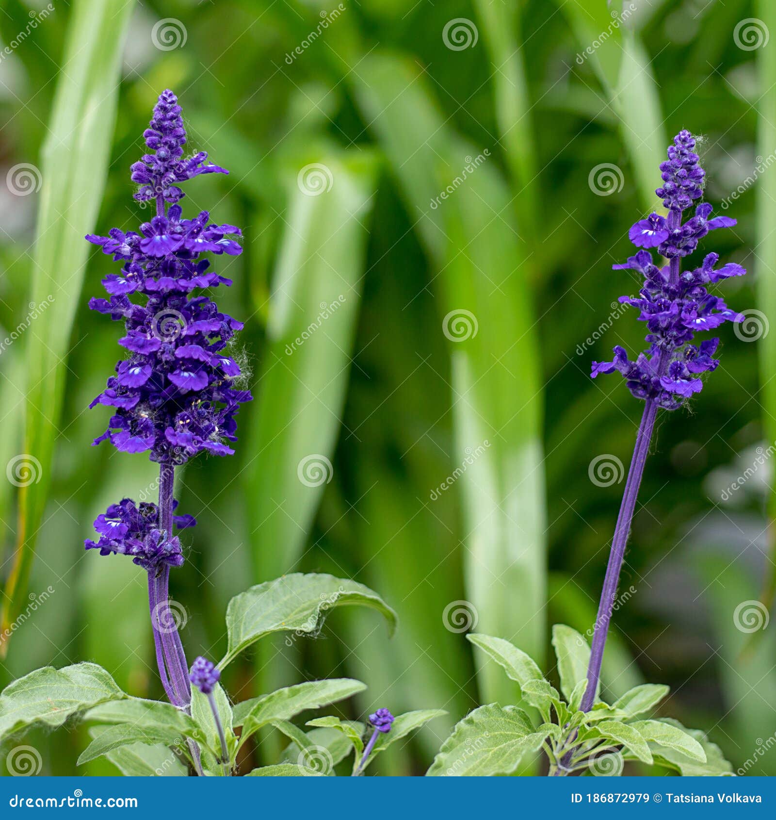 My Image 24