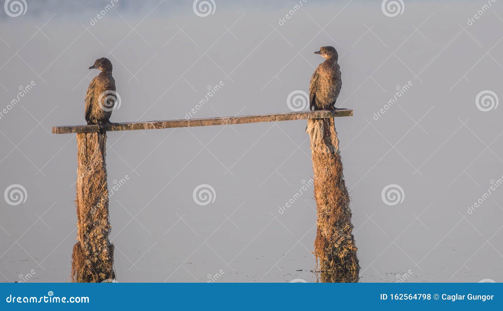 two pygmy cormorants standing on log