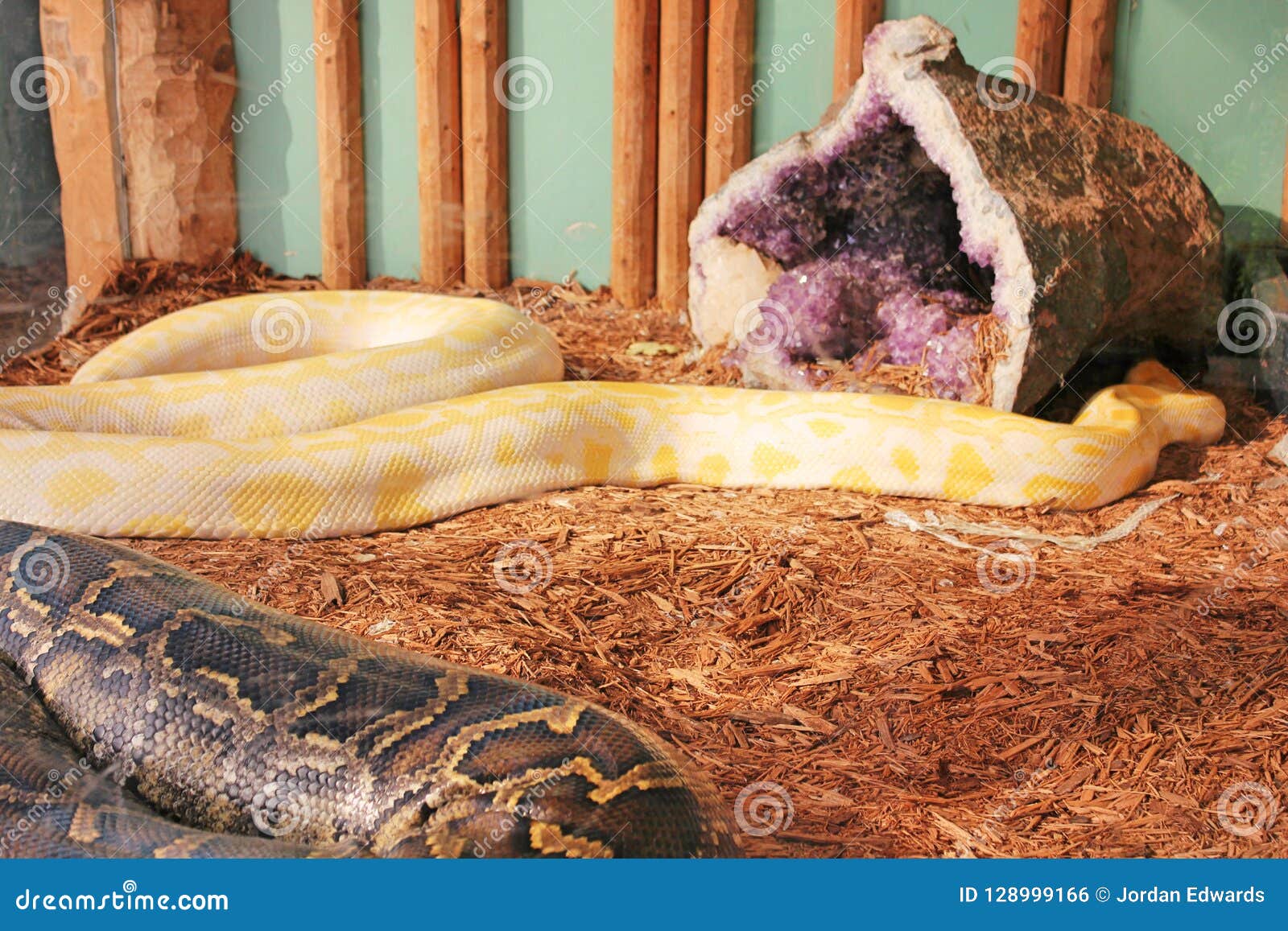 Pythons On Display At A Garden In South Dakota Stock Photo Image