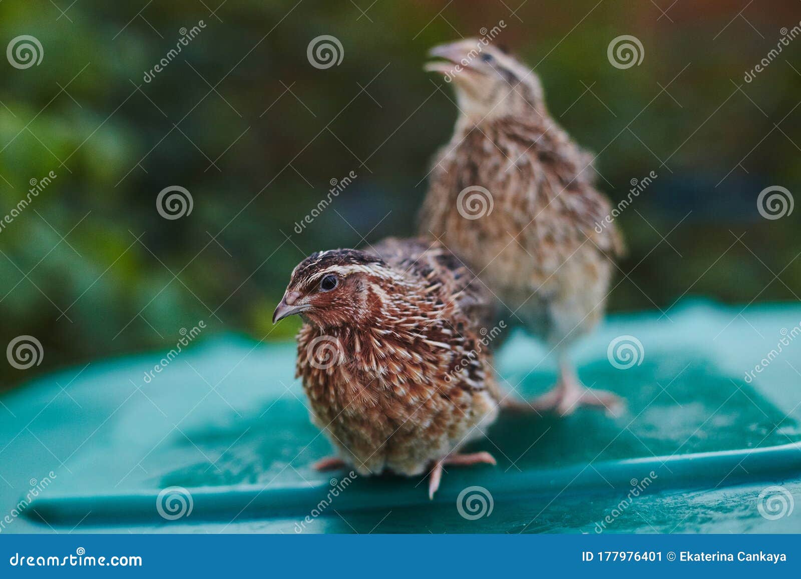 Two quails male and female stock image. Image of coturnix 177976401
