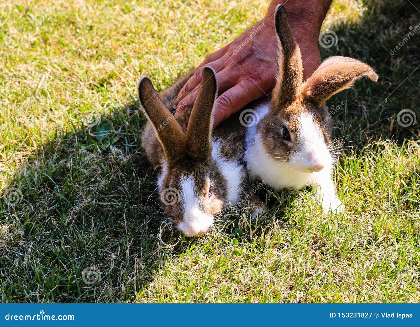 Two Rabbits Being Hold Down by a Strong Man Hand Stock Image Image of