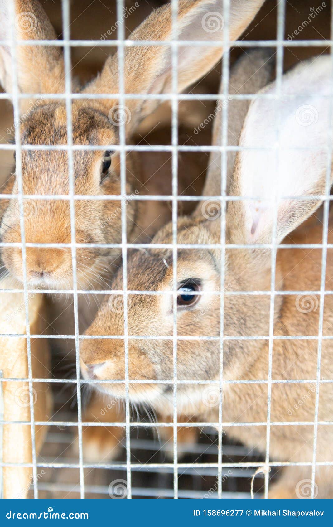 Two rabbits in a cage stock image. Image of fence, frame 158696277
