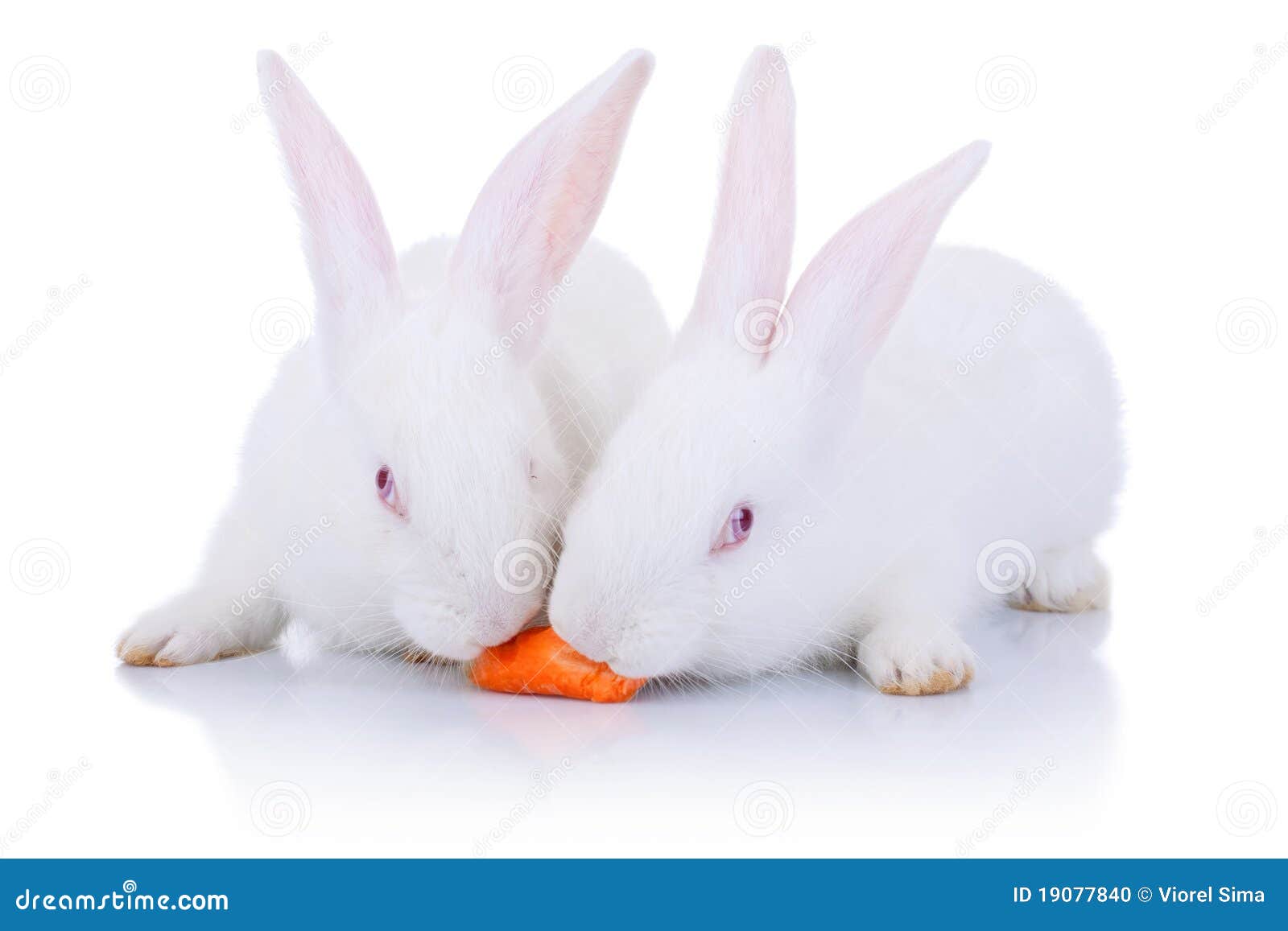 Two Rabbits Eating from One Carrot Stock Photo - Image of front, view
