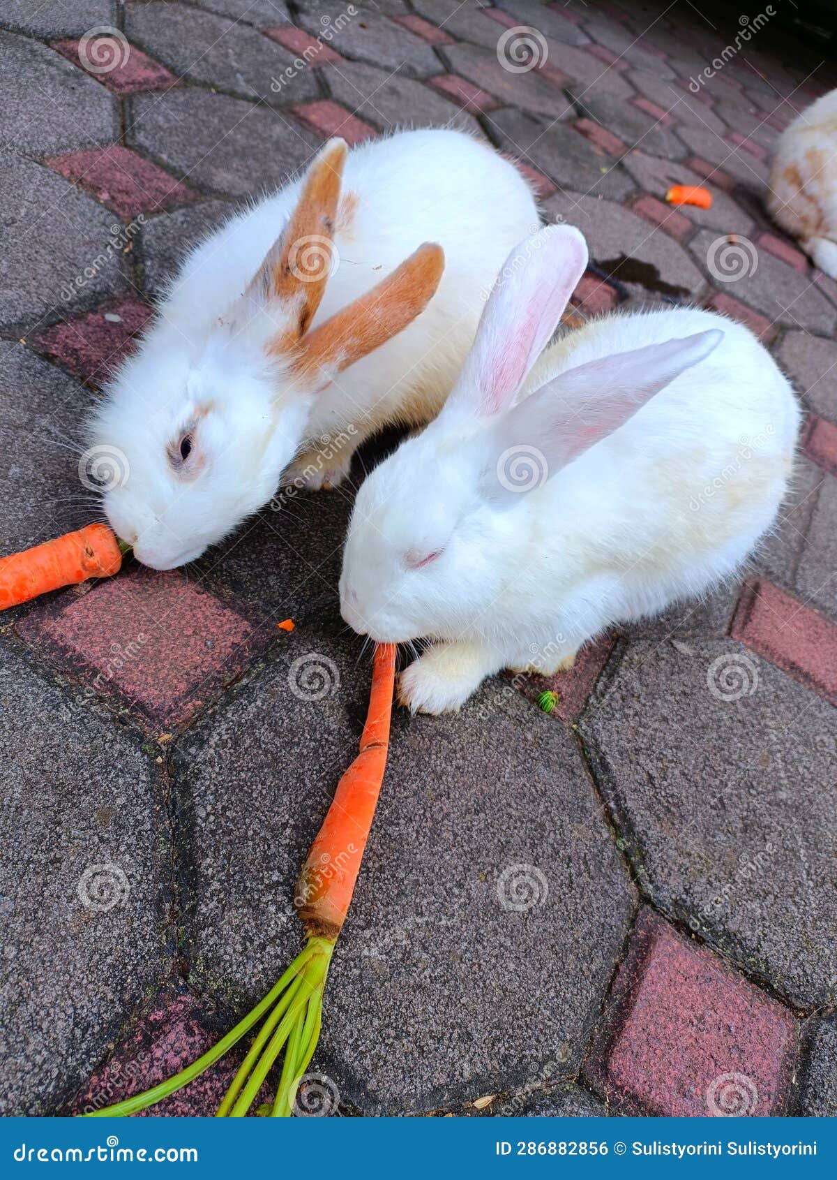 Two Rabbits are Eating Yummy Carrot Stock Photo Image of carrot