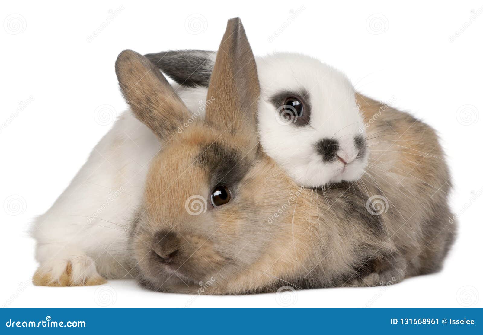 two rabbits in front of white background