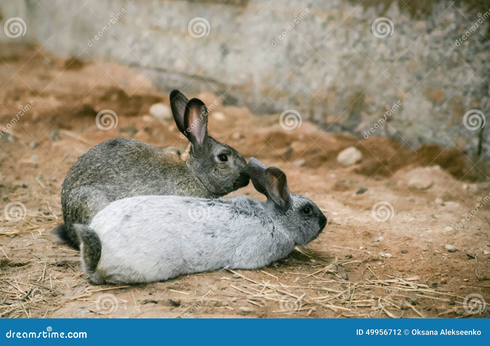 Two rabbits at homestead stock photo. Image of homestead 49956712