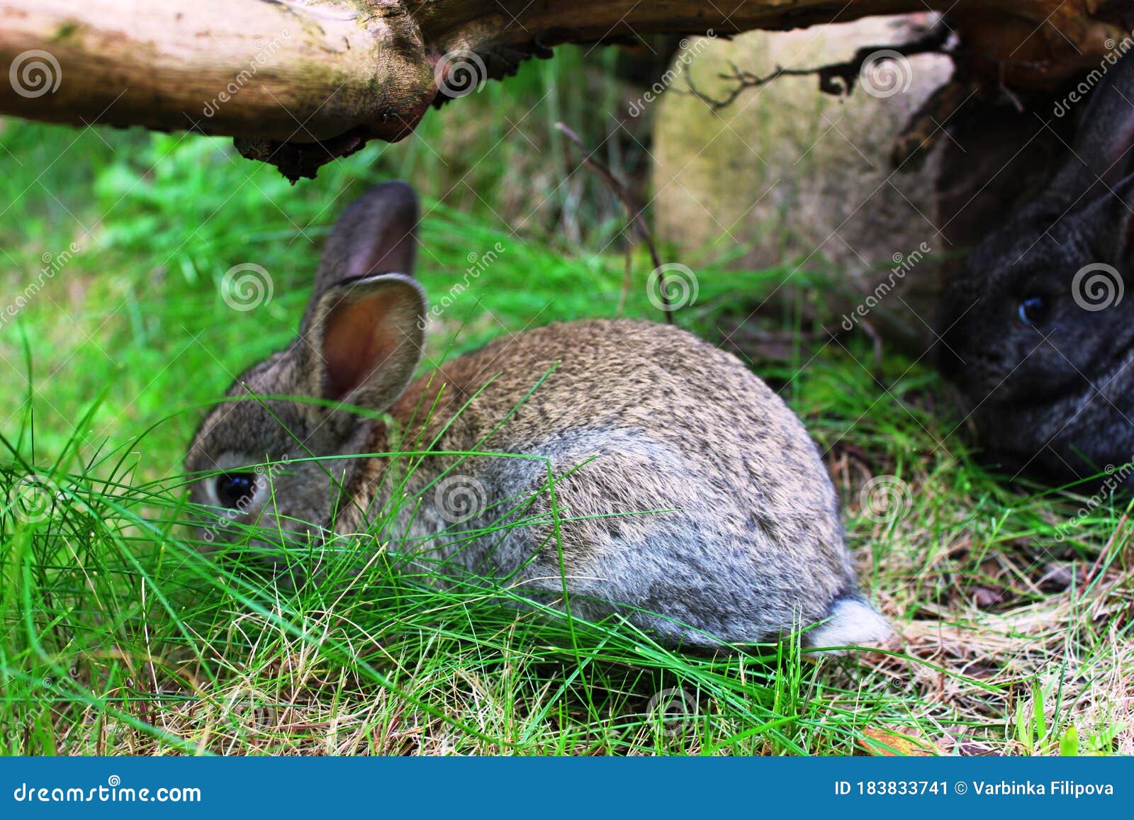 Two rabbits on a walk stock image. Image of animals 183833741