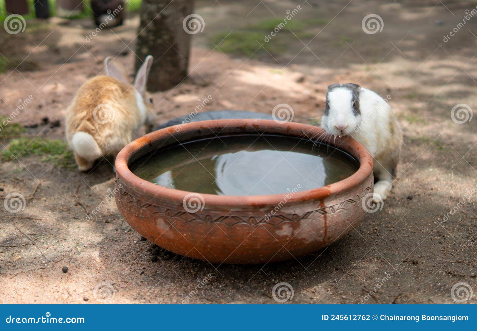 Two rabbits in zoo stock photo. Image of design, metal 245612762
