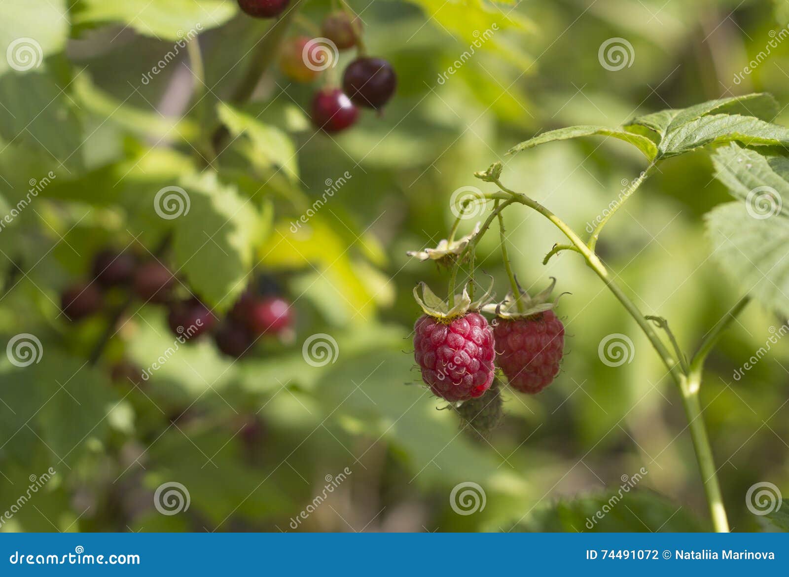 two raspberries