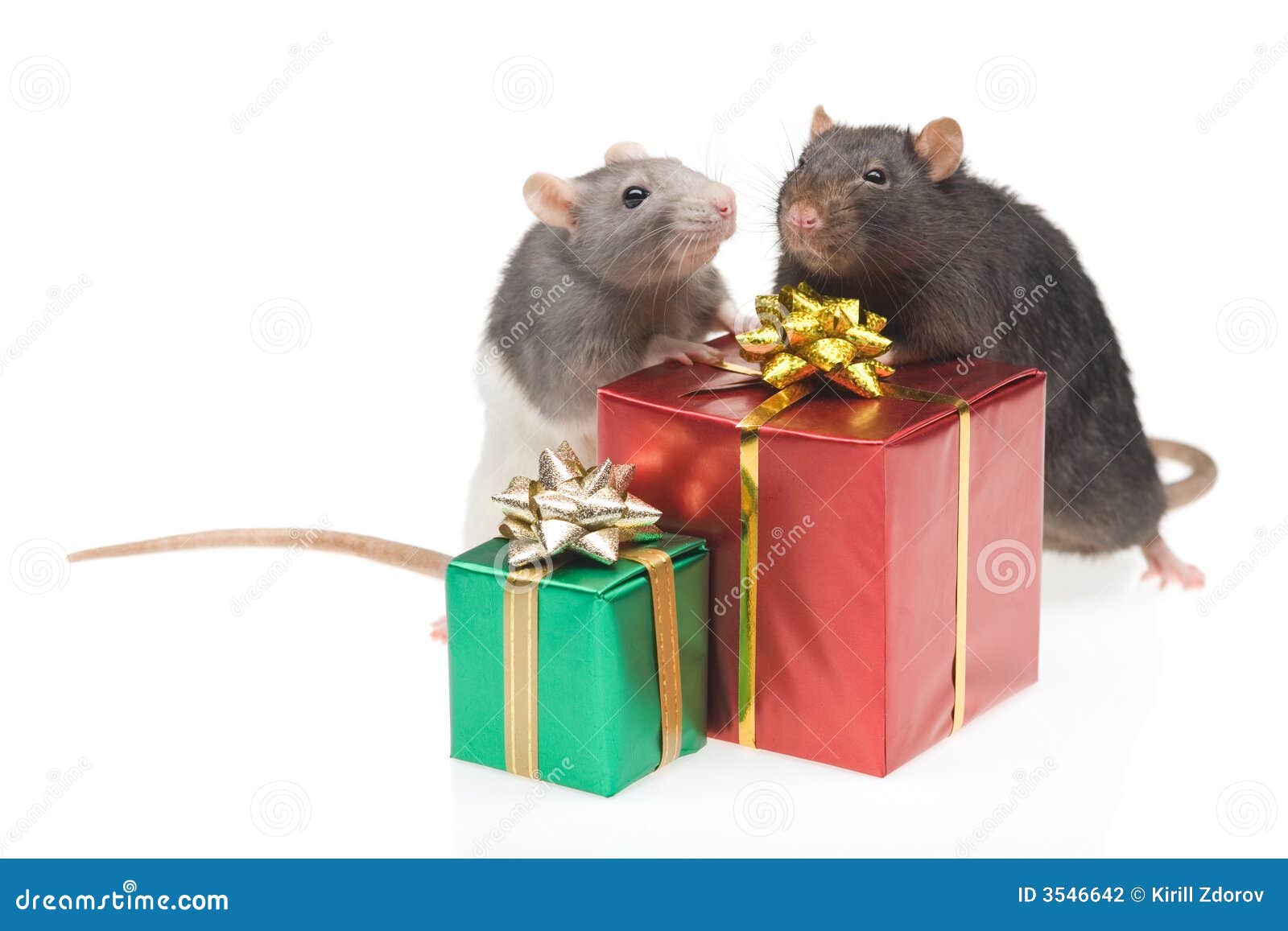 Two Rats with Wrapped Presents Stock Photo Image of pair, pets 3546642