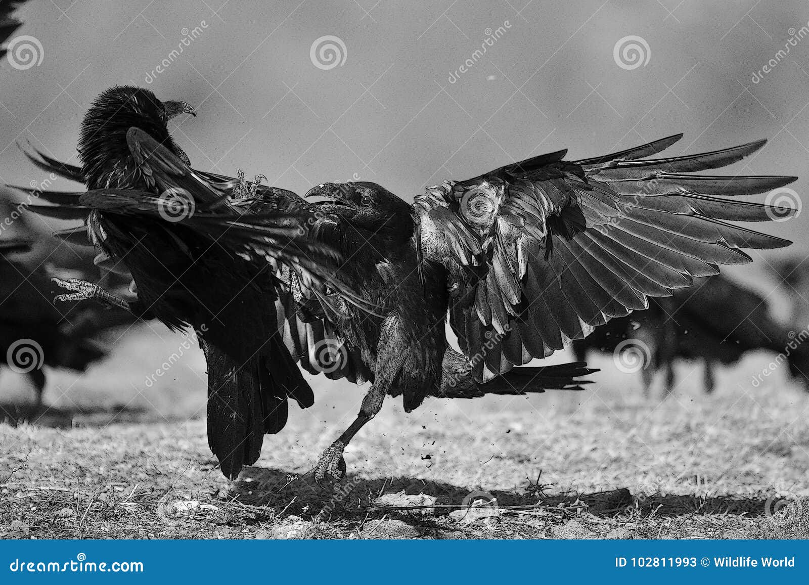 two ravens corvus corax fighting. bw filter.