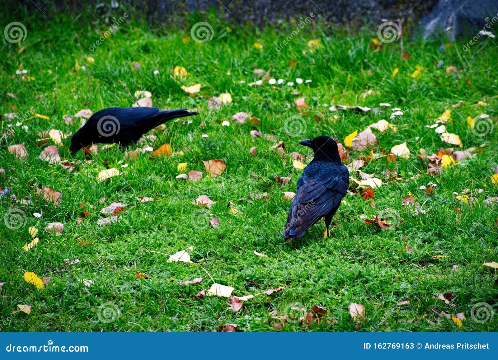 Two Ravens Sitting on the Grass Stock Image Image of birds, fall