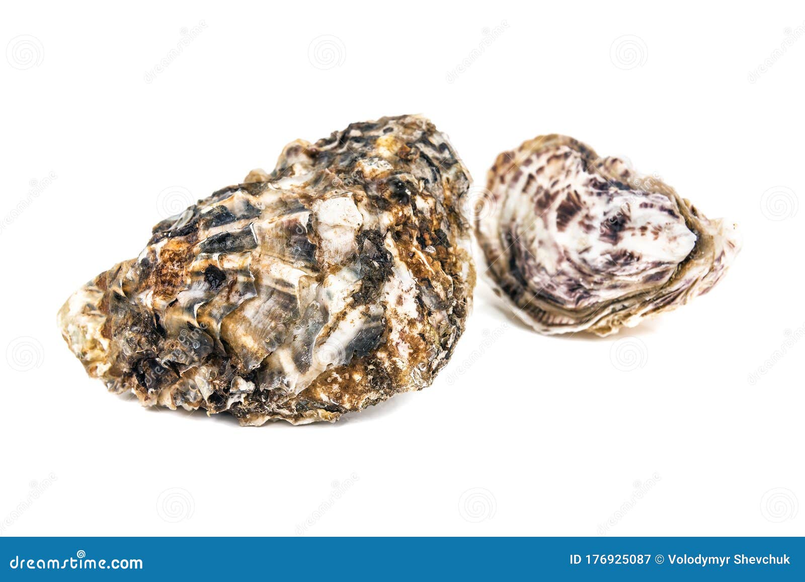 Two raw oysters on white stock image. Image of dinner 176925087