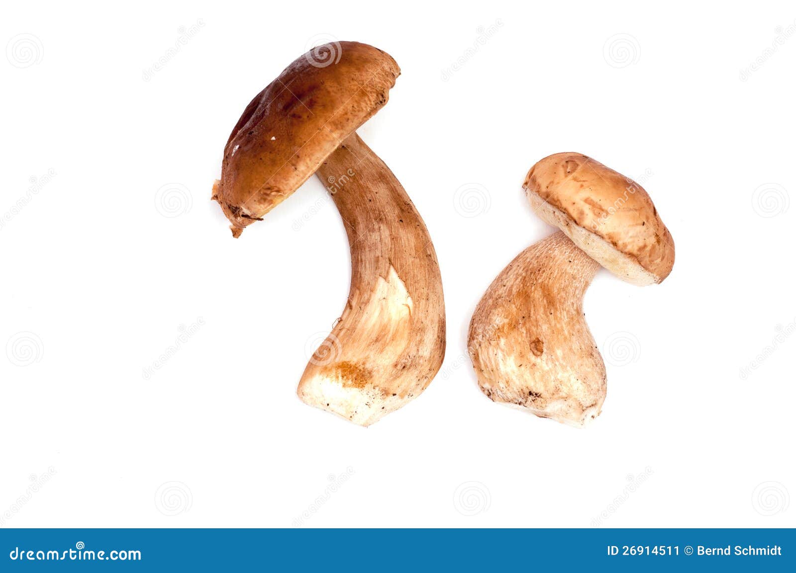Two raw porcini mushrooms stock image. Image of meal 26914511