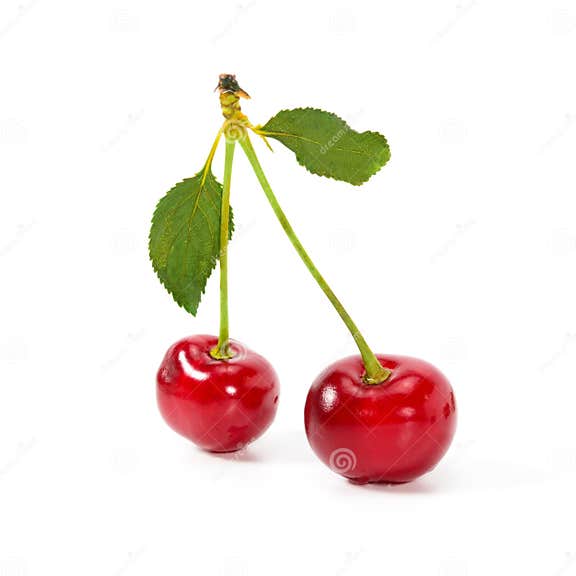 Two Real Perfect Cherries with Cherry Leaves, Close-up Isolated on ...
