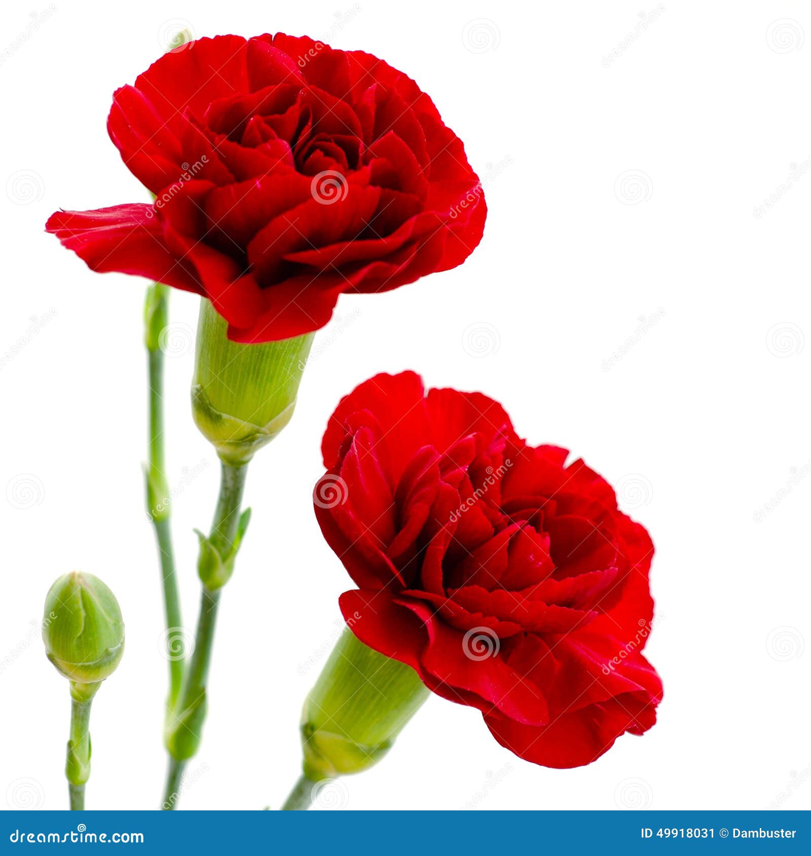 Two Red Carnation Flowers on a White Background Stock Image Image of