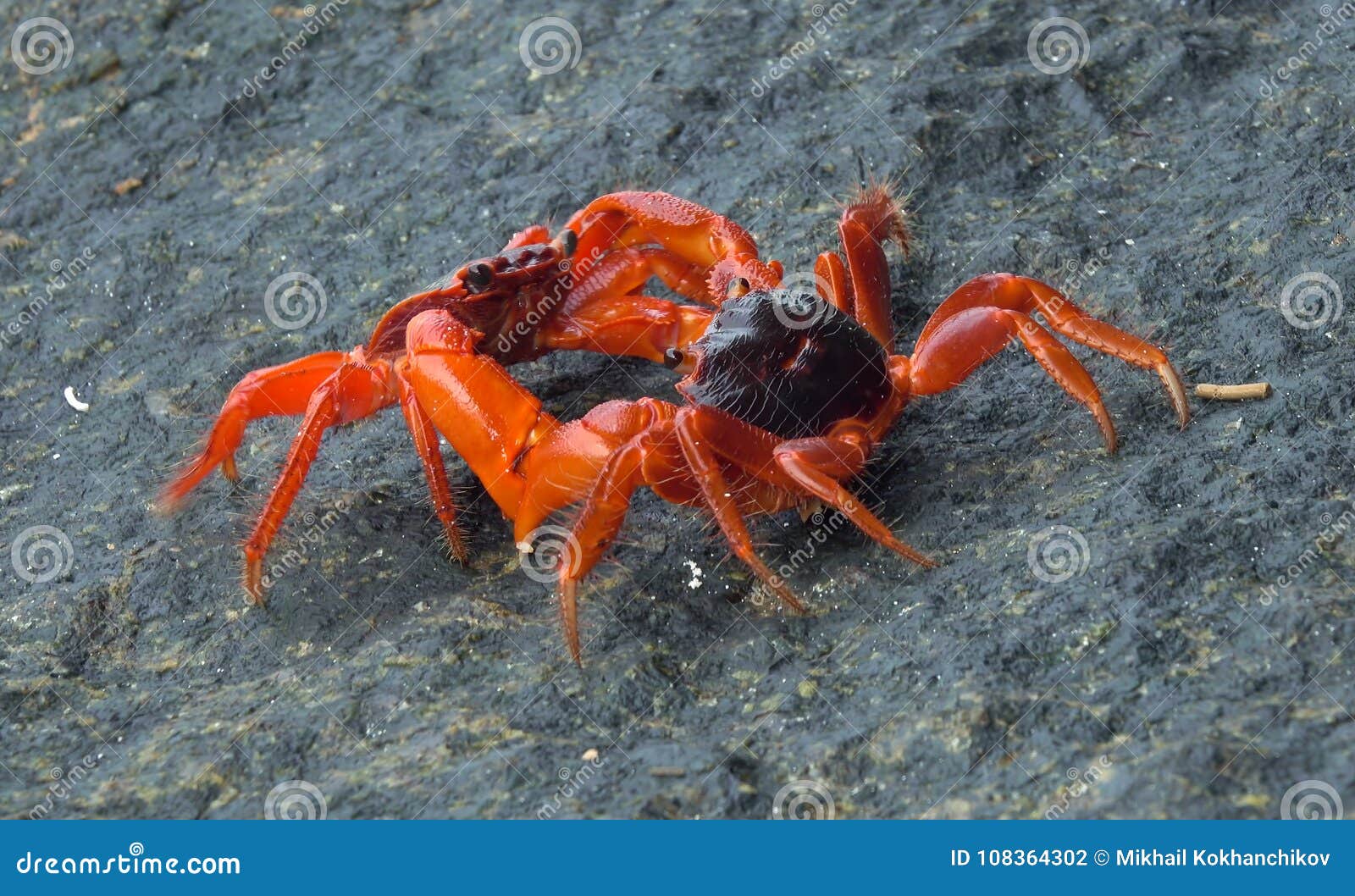 Two red crabs fighting stock photo. Image of beach, fight ...