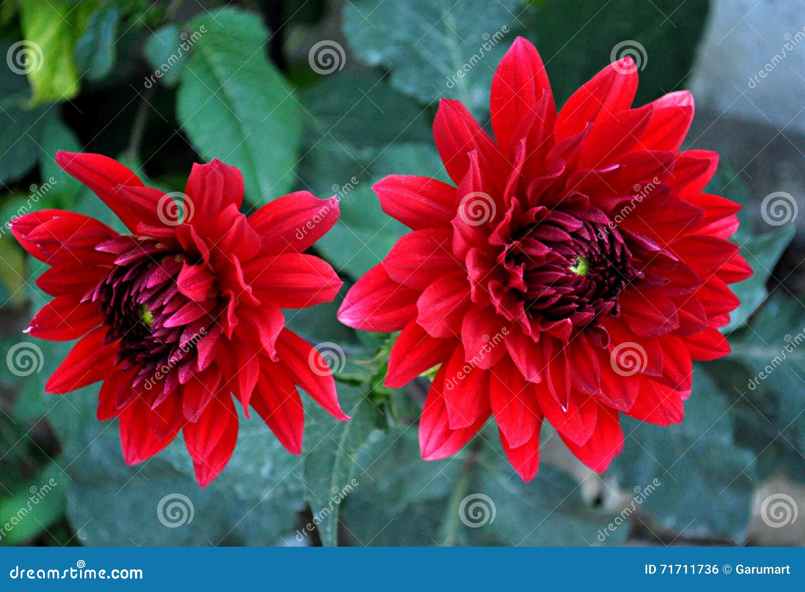 Two red dahlias stock photo. Image of green, summer, season 71711736