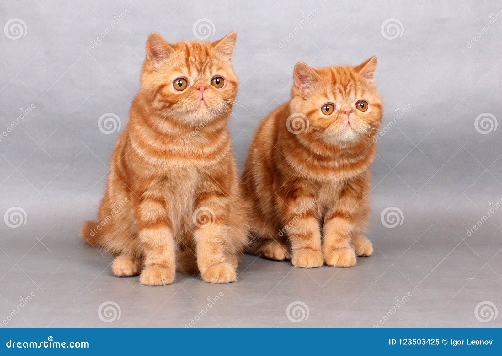 Two Red Exotic Shorthair Kittens Stock Image Image Of Pedigree