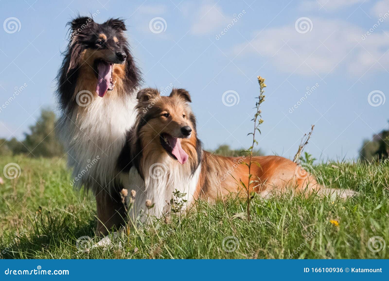 two red-haired collie dog lying on the green grass