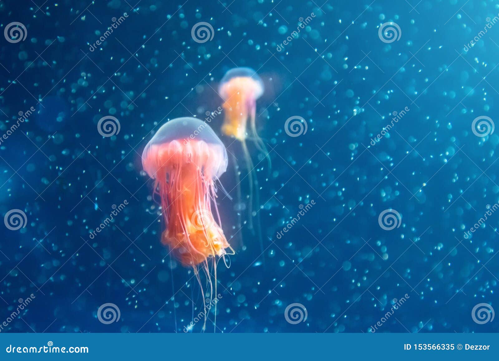 Two Red Jellyfish among Deepsea Waters and Bubbles, Microcosm Stock