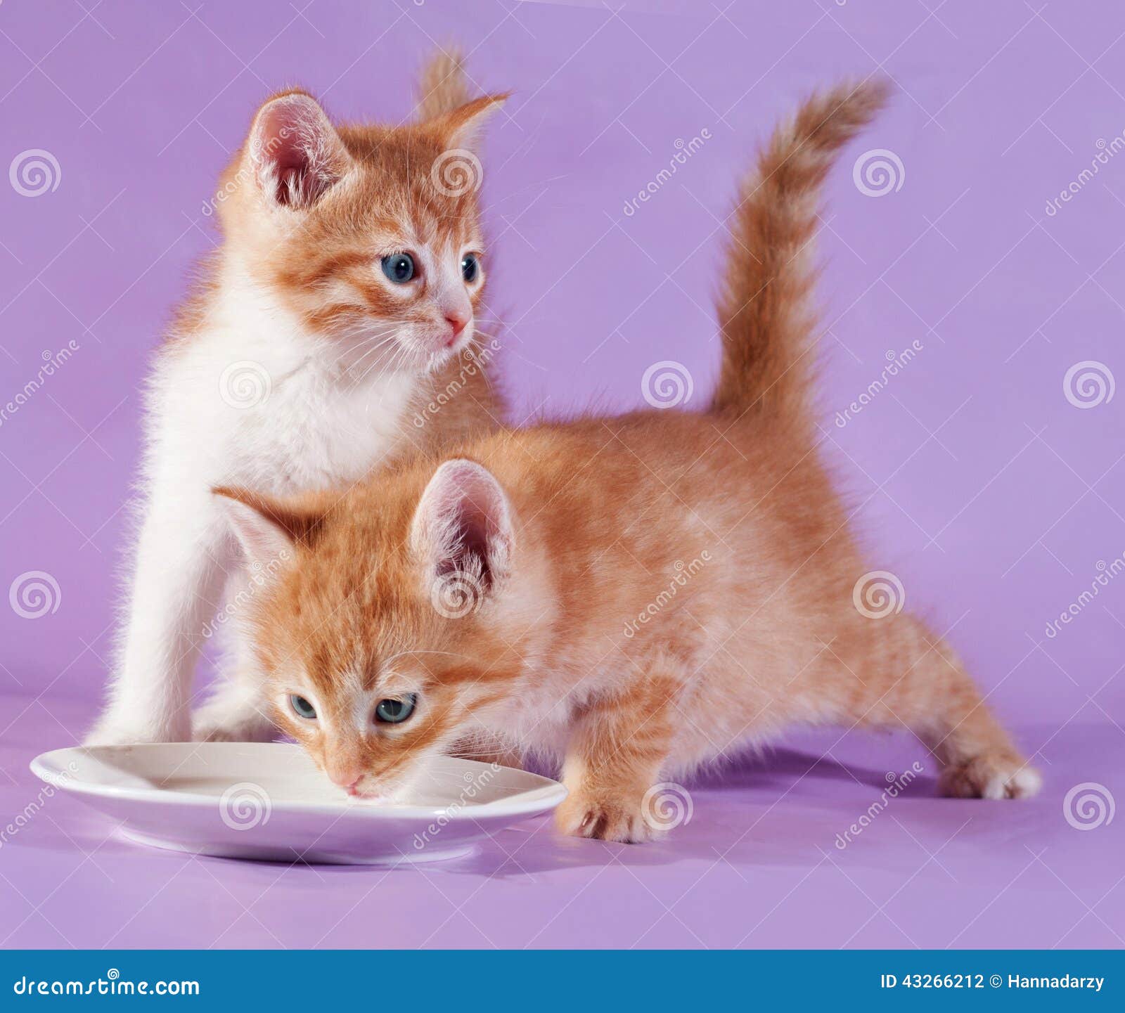Two Red Kitten Drinking Milk from Saucer on Purple Stock Photo Image