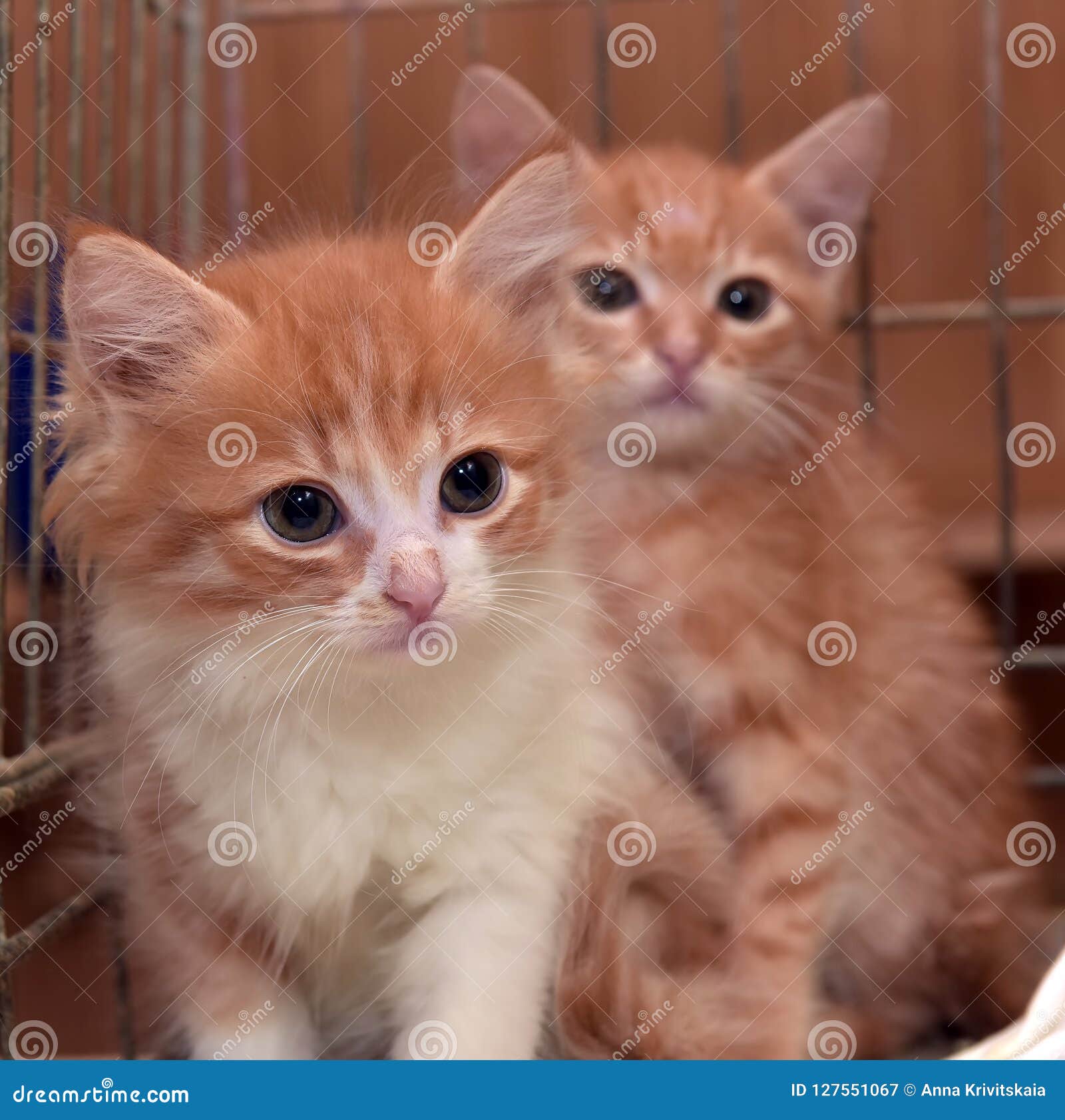Two red kittens in a cage stock image. Image of cute 127551067