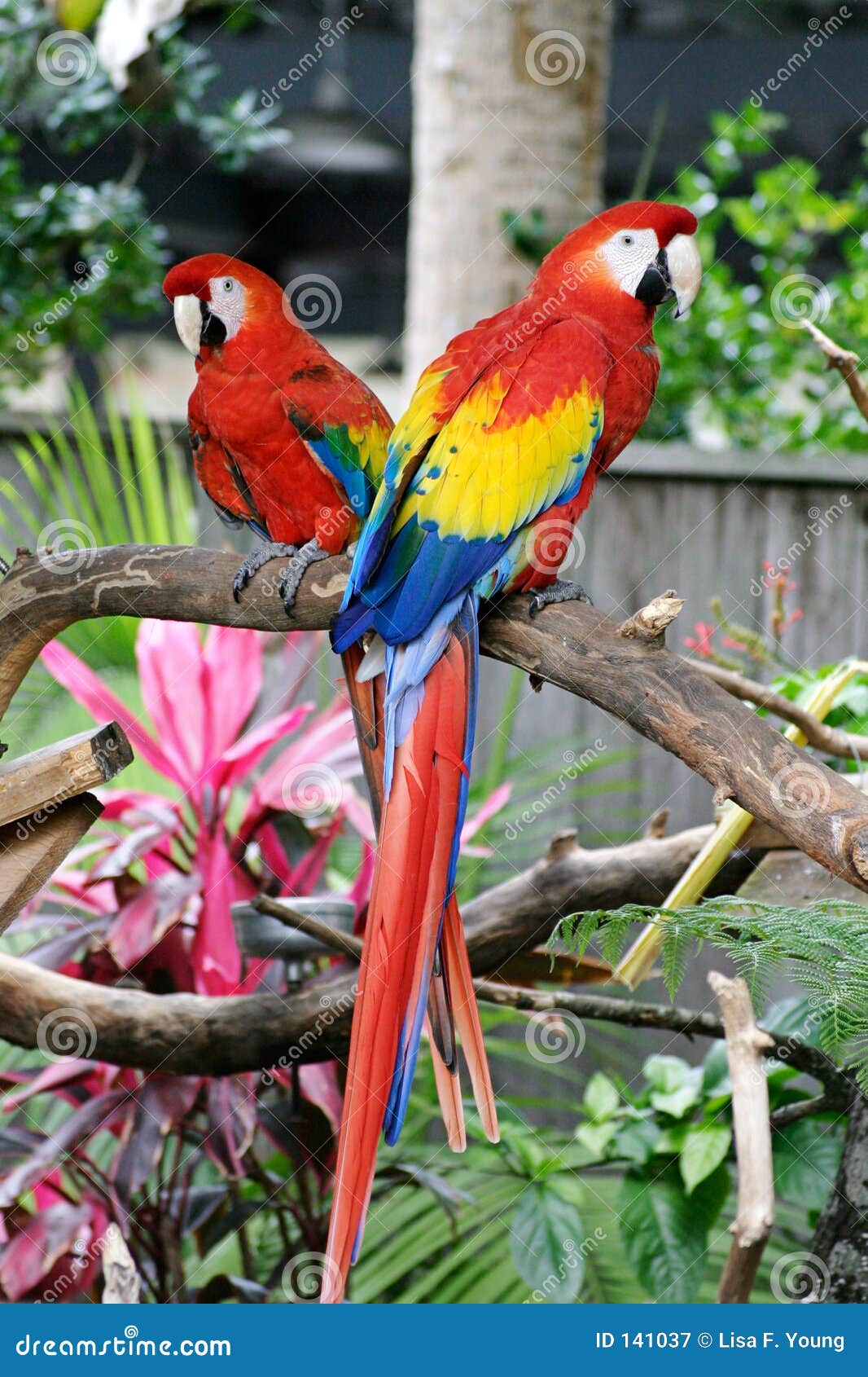 two red macaws