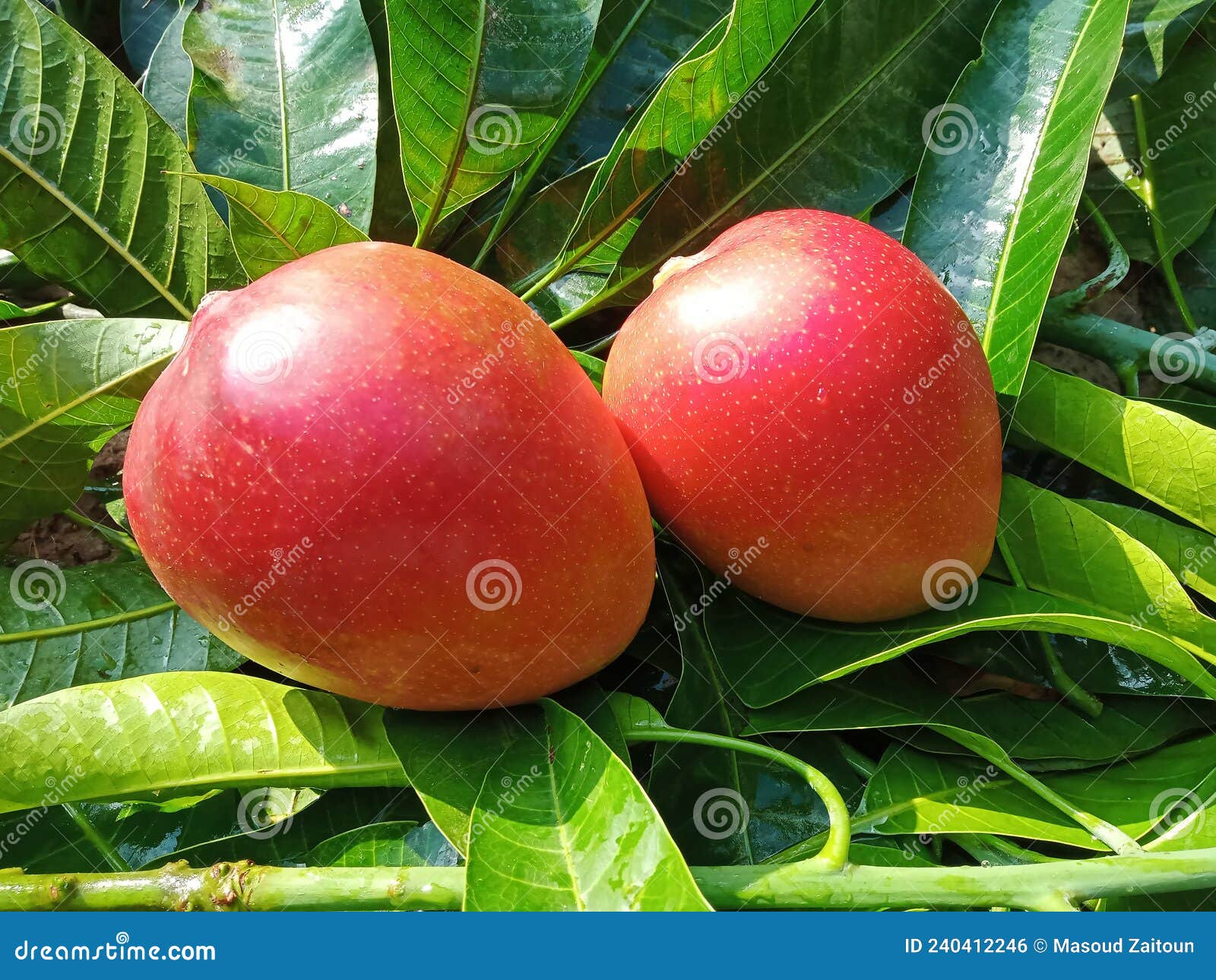 Two Red Mango Fruits on Mango Leaves Stock Photo Image of closeup