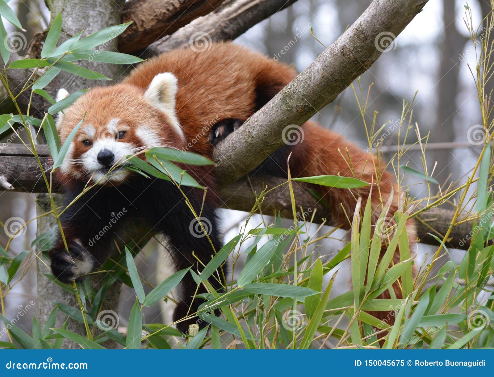 A Red Panda Walks on the Branches of a Tree Stock Image Image of