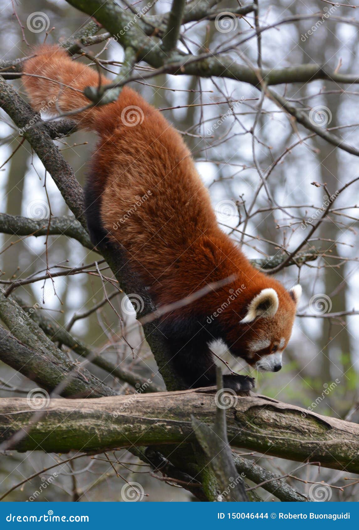 A Red Panda Walks on the Branches of a Tree Stock Photo Image of