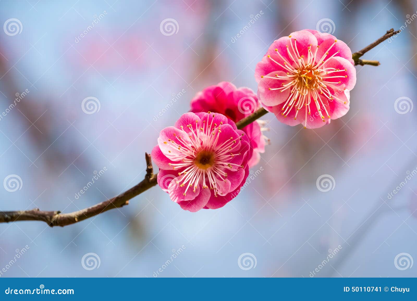 two red plum flowers